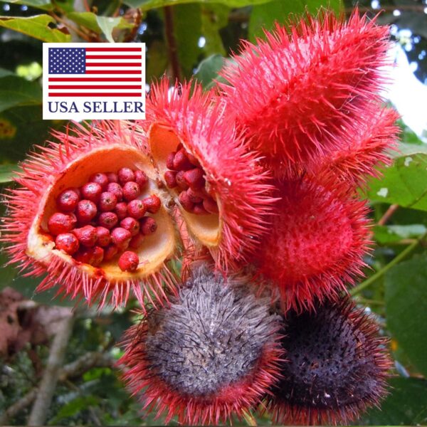 Bixa orellana - Achiote, Annatto - Image 14