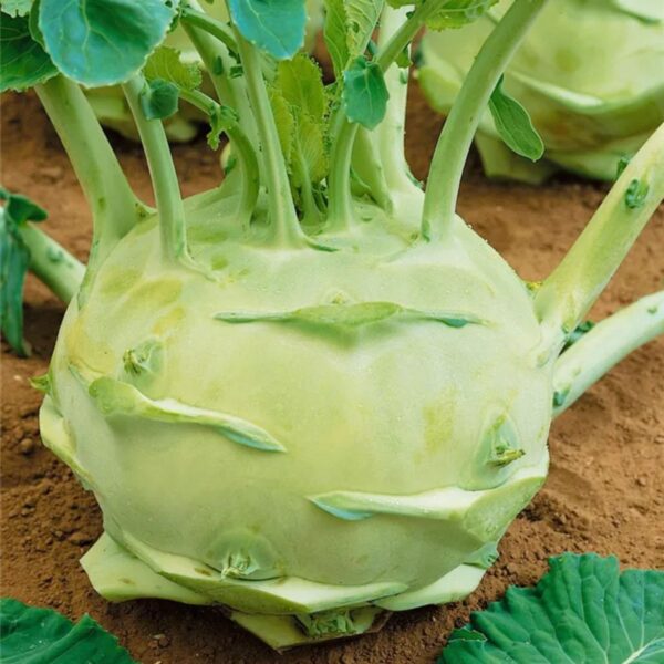 Brassica oleracea var. gongylodes - Kohlrabi, Knol khol - Image 2
