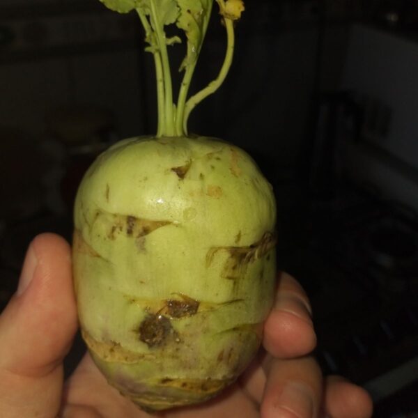Brassica oleracea var. gongylodes - Kohlrabi, Knol khol - Image 3