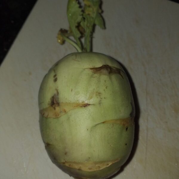Brassica oleracea var. gongylodes - Kohlrabi, Knol khol - Image 4