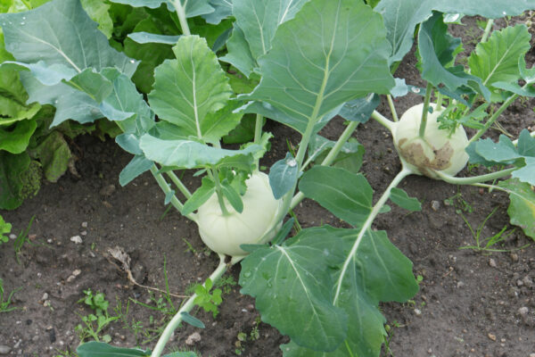 Brassica oleracea var. gongylodes - Kohlrabi, Knol khol - Image 8