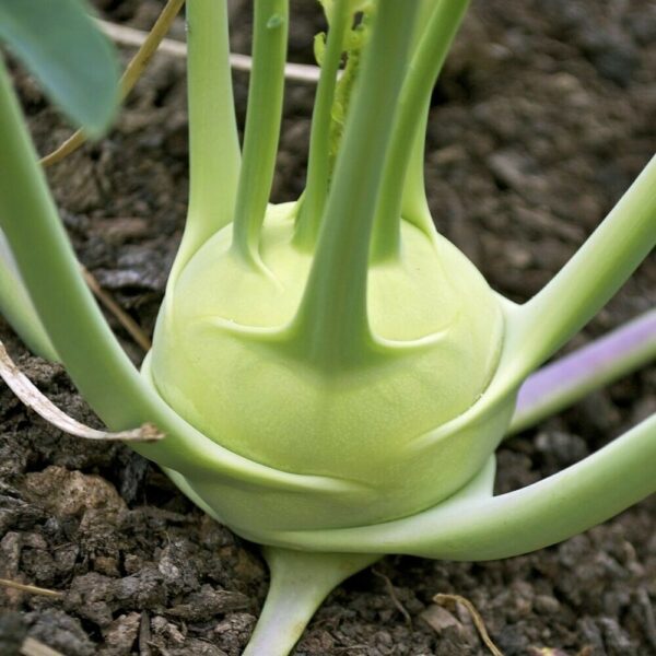 Brassica oleracea var. gongylodes - Kohlrabi, Knol khol - Image 11