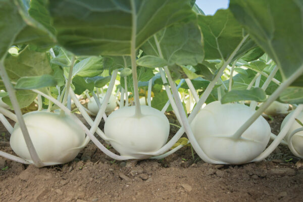 Brassica oleracea var. gongylodes - Kohlrabi, Knol khol - Image 12