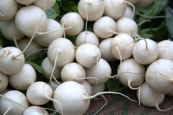 Brassica rapa subsp. rapa - Turnip
