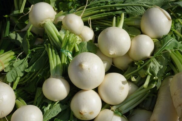 Brassica rapa subsp. rapa - Turnip - Image 7