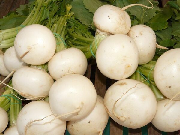 Brassica rapa subsp. rapa - Turnip - Image 8
