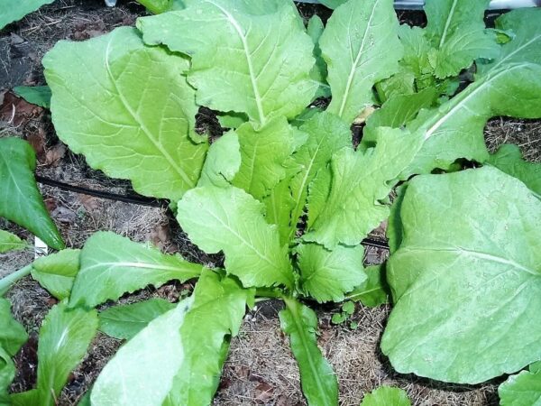 Brassica rapa subsp. rapa - Turnip - Image 9