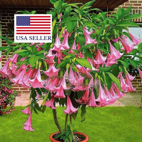 Brugmansia suaveolens var. pink - Pink Angel’s Trumpets - Image 6