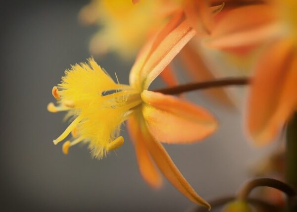 Bulbine frutescens Orange -