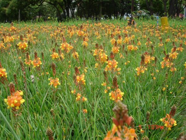 Bulbine frutescens Orange - - Image 2