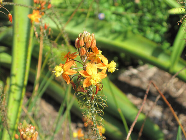 Bulbine frutescens Orange - - Image 3
