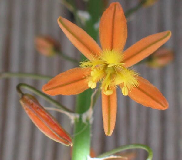 Bulbine frutescens Orange - - Image 4