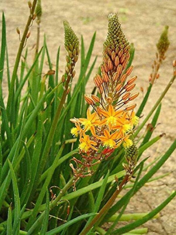 Bulbine frutescens Orange - - Image 6