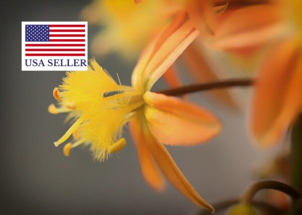 Bulbine frutescens Orange - - Image 7