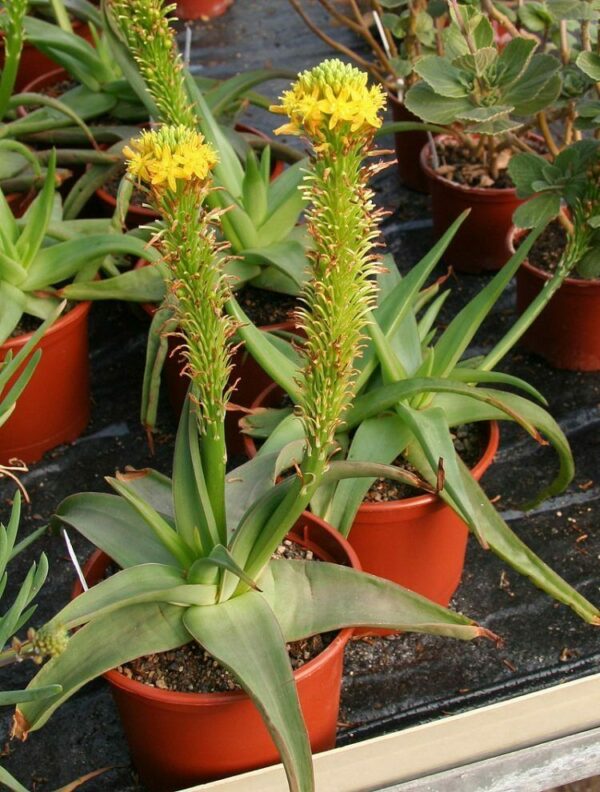 Bulbine natalensis - Natal Red Root