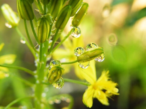 Bulbine natalensis - Natal Red Root - Image 4