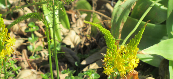 Bulbine natalensis - Natal Red Root - Image 5