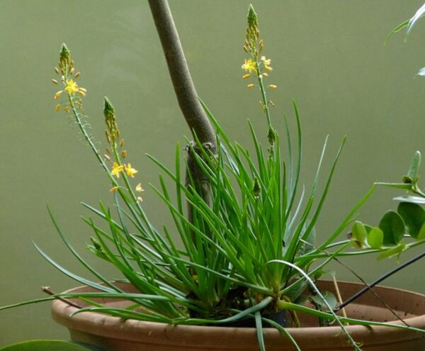 Bulbine natalensis - Natal Red Root - Image 7