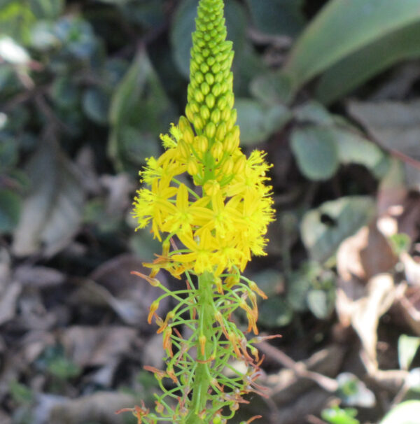 Bulbine natalensis - Natal Red Root - Image 8