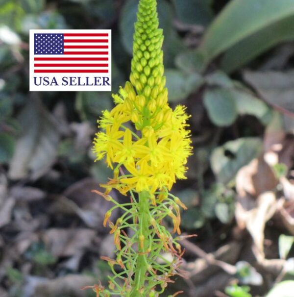 Bulbine natalensis - Natal Red Root - Image 9
