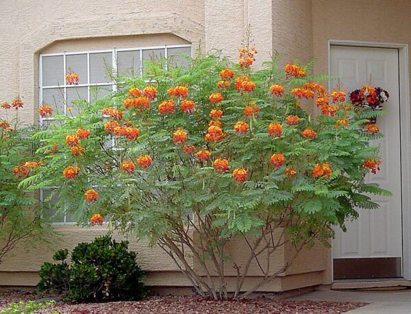 Caesalpinia pulcherrima var. red - Red Dwarf Poinciana, Pride of Barbados, Bird of Paradise, Peacock Flower