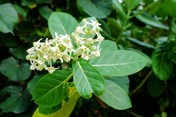 Calotropis gigantea var. white - Giant Milkweed, Crown Flower, Aak,  Alarka,  Arbre a soie,  Arka,  Biduri,  Bows - Image 2