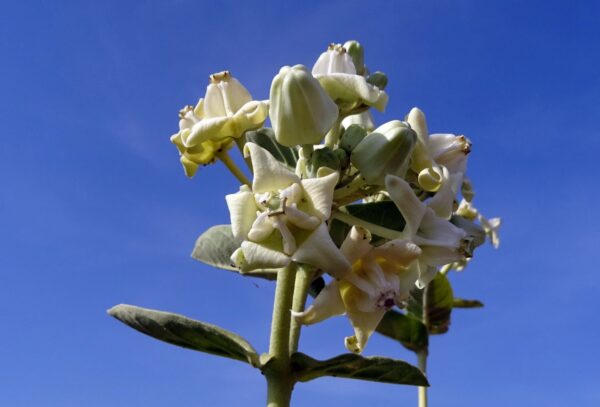 Calotropis gigantea var. white - Giant Milkweed, Crown Flower, Aak,  Alarka,  Arbre a soie,  Arka,  Biduri,  Bows - Image 3