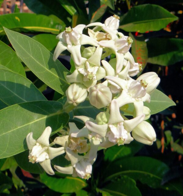 Calotropis gigantea var. white - Giant Milkweed, Crown Flower, Aak,  Alarka,  Arbre a soie,  Arka,  Biduri,  Bows - Image 4