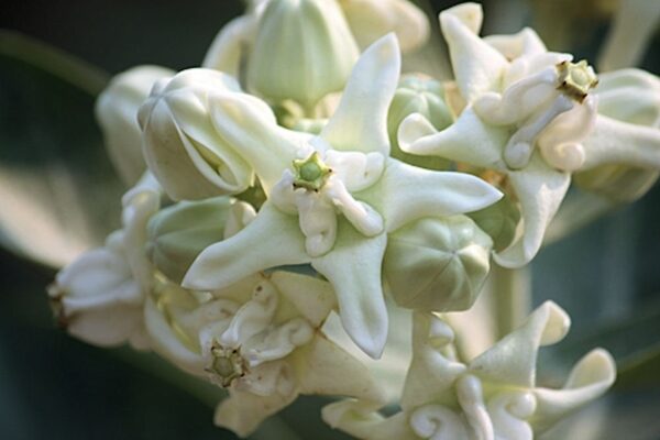 Calotropis gigantea var. white - Giant Milkweed, Crown Flower, Aak,  Alarka,  Arbre a soie,  Arka,  Biduri,  Bows - Image 5