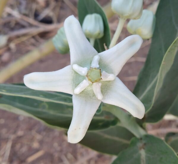 Calotropis gigantea var. white - Giant Milkweed, Crown Flower, Aak,  Alarka,  Arbre a soie,  Arka,  Biduri,  Bows - Image 6