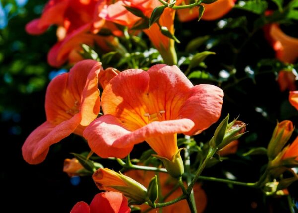 Campsis radicans - Trumpet Vine