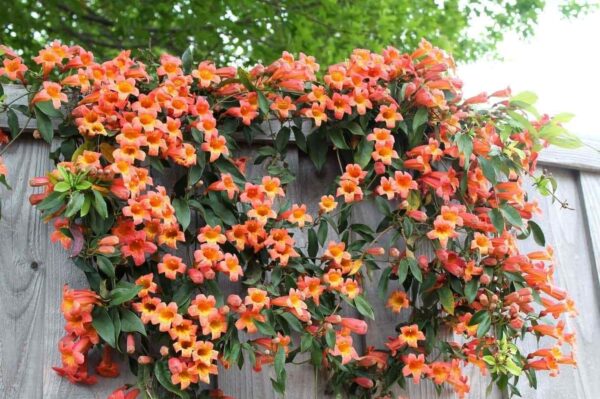 Campsis radicans - Trumpet Vine - Image 2