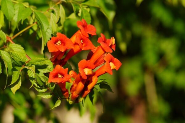 Campsis radicans - Trumpet Vine - Image 3