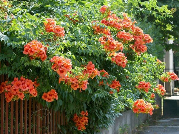 Campsis radicans - Trumpet Vine - Image 4
