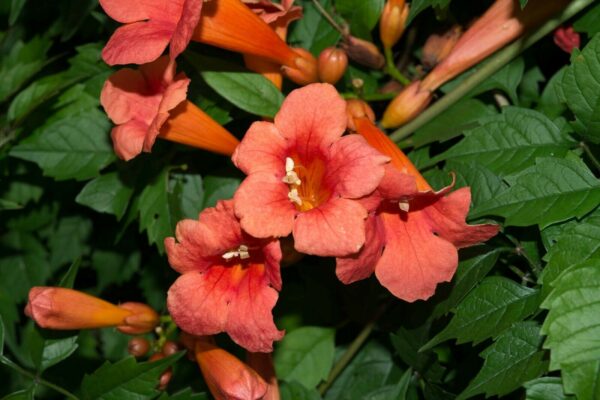 Campsis radicans - Trumpet Vine - Image 5