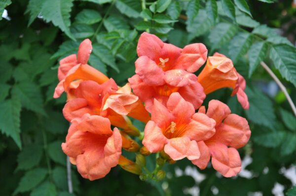 Campsis radicans - Trumpet Vine - Image 6