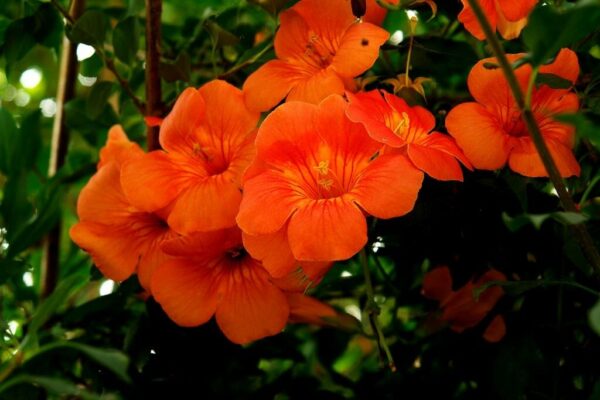 Campsis radicans - Trumpet Vine - Image 7
