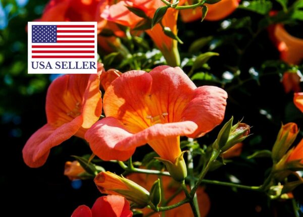 Campsis radicans - Trumpet Vine - Image 8