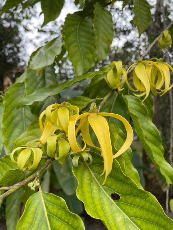 Cananga odorata - Ylang Ylang, Cananga Tree, Perfume Tree, Kenangaw, Chanel Nº 5, Ilang-Ilang, Macassar Oil Tree - Image 4