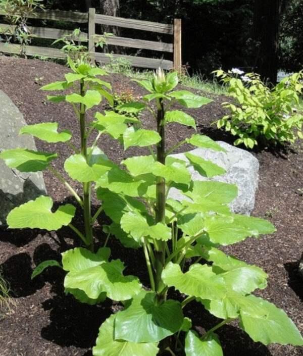 Cardiocrinum giganteum / Cardiocrinum mirabile / Lilium giganteum - Giant Himalayan Lily - Image 3