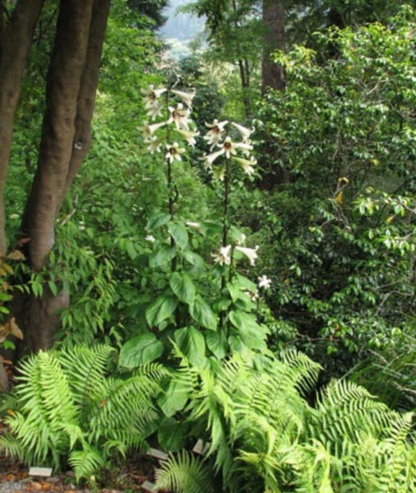 Cardiocrinum giganteum / Cardiocrinum mirabile / Lilium giganteum - Giant Himalayan Lily - Image 8