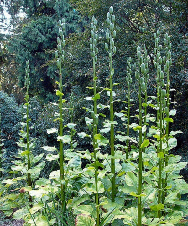 Cardiocrinum giganteum / Cardiocrinum mirabile / Lilium giganteum - Giant Himalayan Lily - Image 9