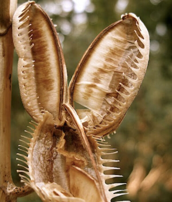 Cardiocrinum giganteum / Cardiocrinum mirabile / Lilium giganteum - Giant Himalayan Lily - Image 12