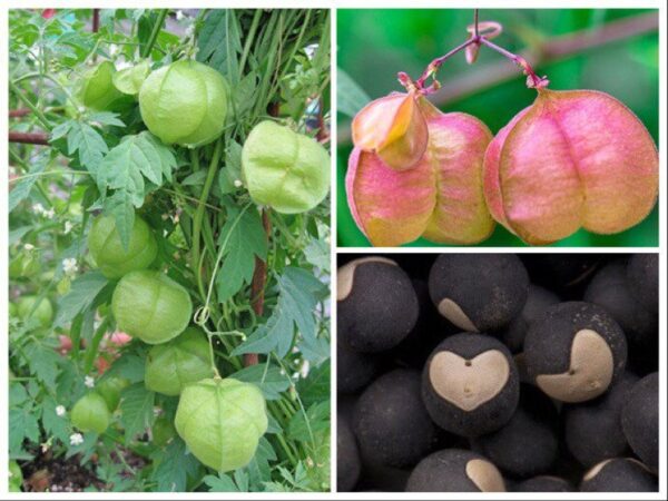 Cardiospermum halicacabum - Love Puff Heart Vine