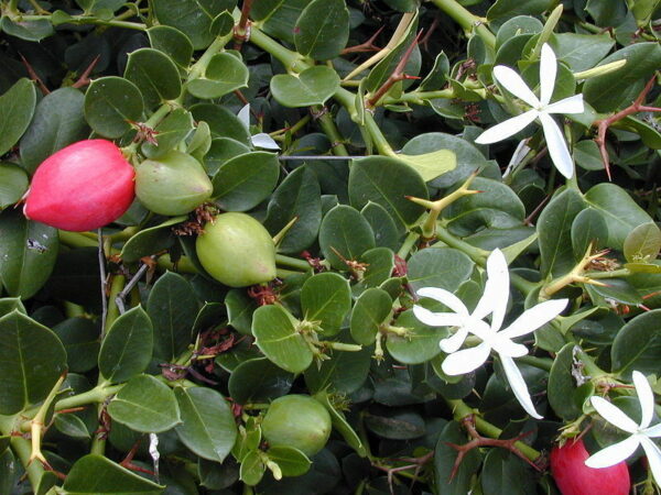Carissa macrocarpa - Natal Plum - Image 2