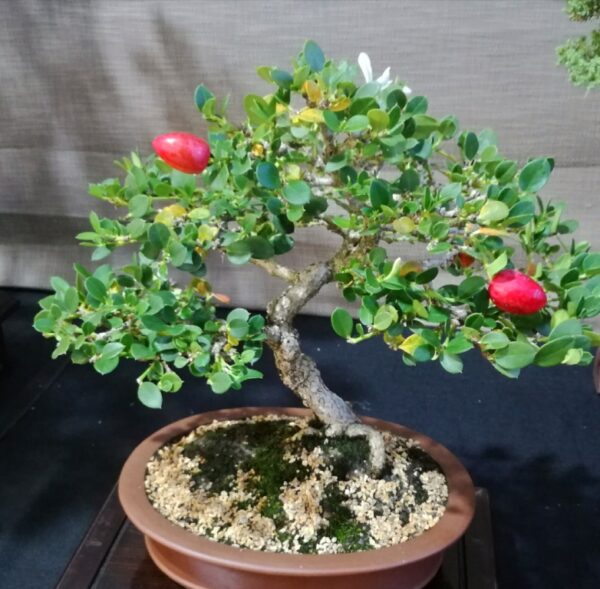 Carissa macrocarpa - Natal Plum - Image 3