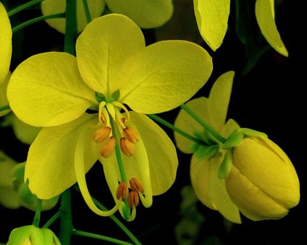 Cassia fistula - Golden Shower Tree - Image 6