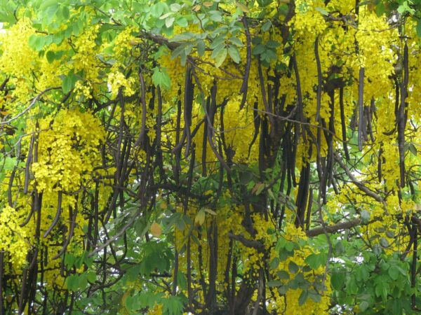 Cassia fistula - Golden Shower Tree - Image 11