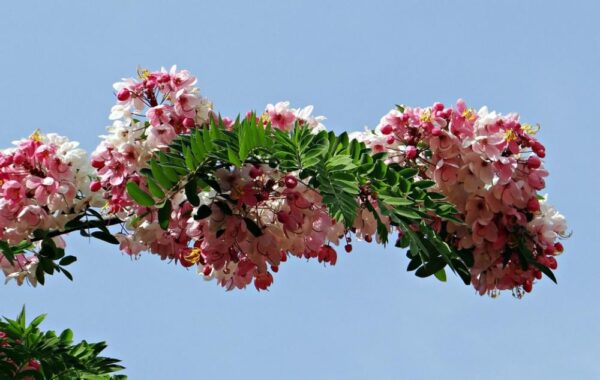 Cassia javanica subsp. agnes / Cassia javanica subsp. nodosa - Java cassia, pink shower, apple blossom tree, rainbow shower tree, balayong - Image 3