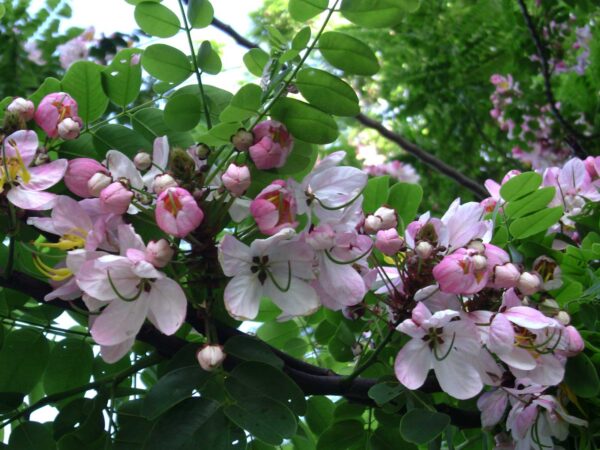 Cassia javanica subsp. agnes / Cassia javanica subsp. nodosa - Java cassia, pink shower, apple blossom tree, rainbow shower tree, balayong - Image 4